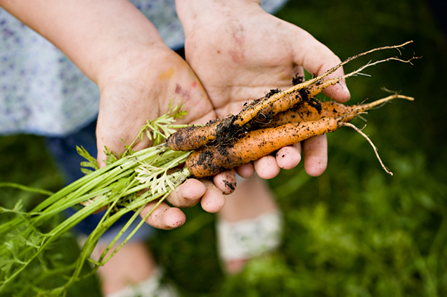 Young Girl Picking Fresh Carrots From The Garden