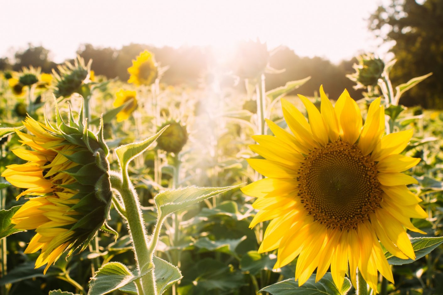 Sonnenblumen bringen Sommerfeeling (Foto: Unsplash)