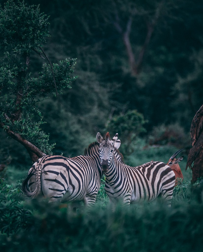Zebras bestaunen im Central Park Zoo (Foto: Unsplash)